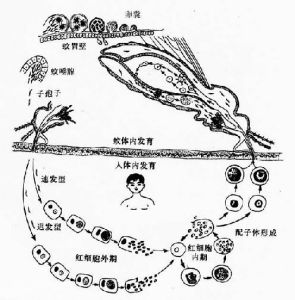 間日瘧原蟲生活史