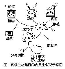 內共生學說