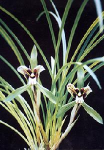 Cymbidium goeringii