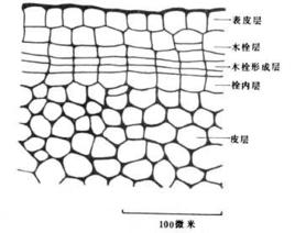 木栓周皮