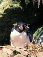 鳳頭黃眉企鵝指名亞種