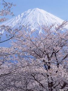 東瀛島國的櫻花物語