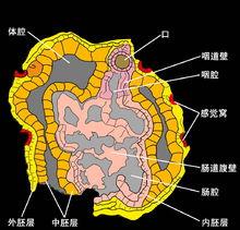 小春蟲