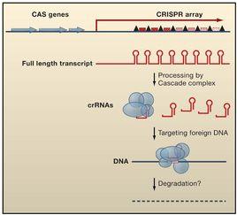 CRISPR RNA