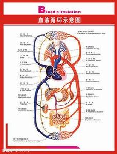 微循環檢測