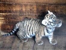 南昌動物園員工虐待華南虎