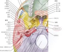 咽鼓管的骨部－－－咽鼓管溝