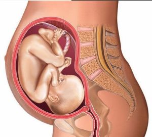 胎兒八個月