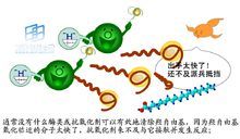 酶分子結構及化學反應