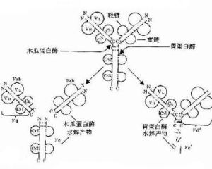 免疫球蛋白A