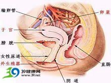 女性膀胱頸梗阻