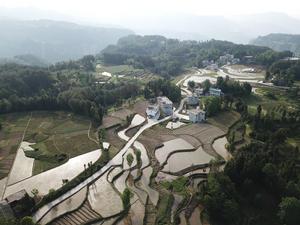 1000畝水稻種植基地