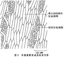 維管形成層