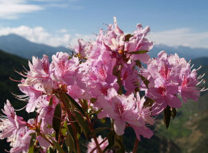 雅容杜鵑