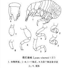 維氏狼戎