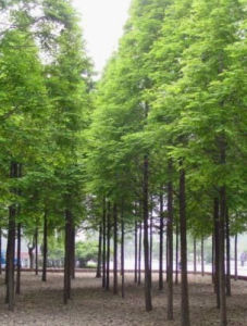 Metasequoia glyptostroboides