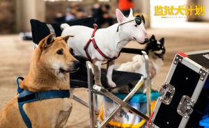 《監獄犬計畫》海報