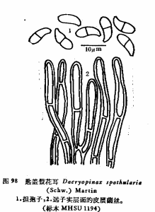 匙蓋假花耳