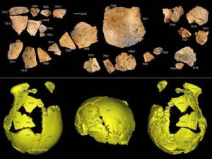 許昌1號頭骨化石碎片及頭骨化石的3D虛擬復原
