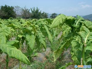 大坪村烤菸種植