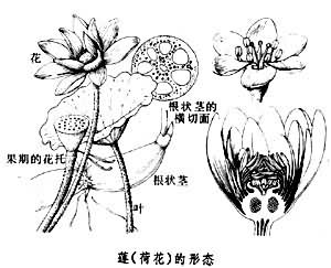 水力輸送裝置