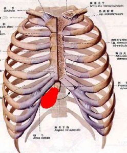 腹肋