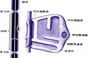 單神經病與神經叢神經病