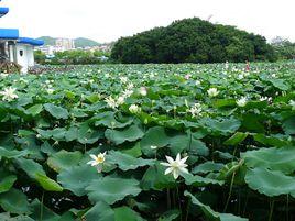 深圳市洪湖公園