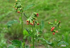 野茼蒿屬