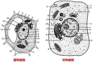 核仁