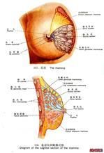 乳房再造術