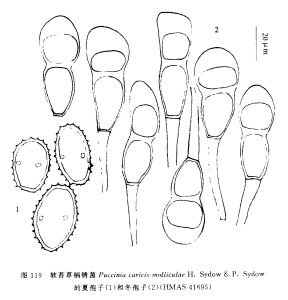 軟苔草柄鏽菌