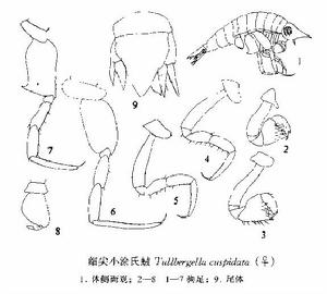 細尖小塗氏戎