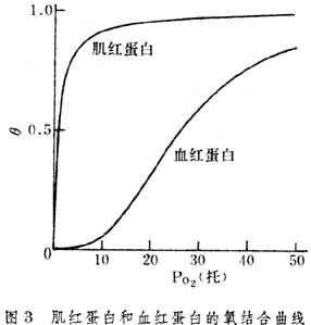 （圖）氧合肌紅蛋白