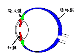 （圖）葡萄膜