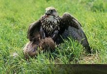 獵隼捕食野雞