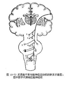 椎體外系