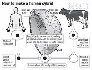 人獸混合胚胎研究