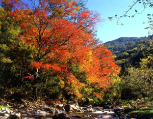 台中市武陵森林遊樂區秋季的楓紅景象