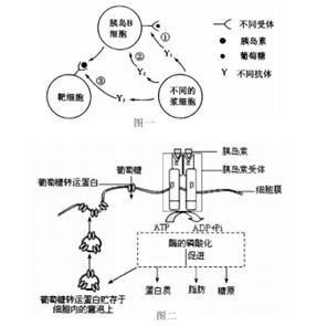 免疫反應性胰島素