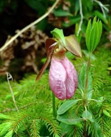 天目山鳳仙花（原變種）