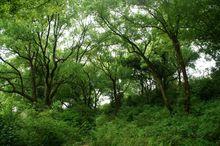 江畔古村樟樹林