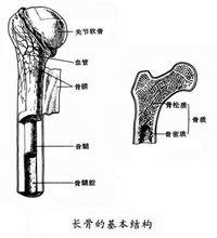 解剖結構