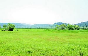 湖裡野生稻“基因庫”全景圖