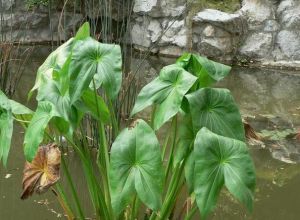 水生植物野慈姑