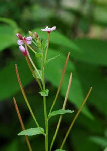 大花柳葉菜