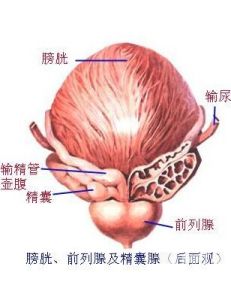 非細菌性前列腺炎