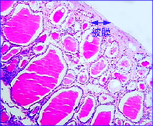 雙醋炔諾醇