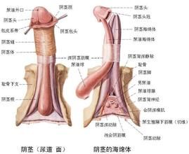 背神經阻斷術