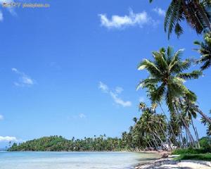 海南的椰子樹